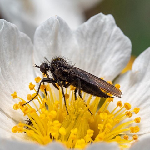 Foto på insekt som pollinerar en blomma