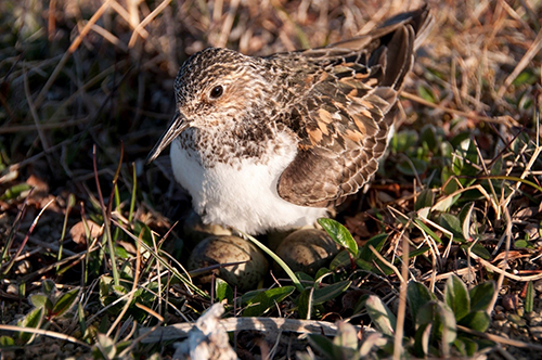 Photo of a sanderling