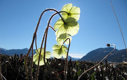 Photo of an arctic flower