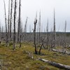 Forest with burned trees. Photo. 