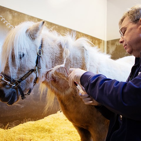 Foto på Johan Bröjer som tar ett blodprov på en häst som lider av ekvint metabolt syndrom. 