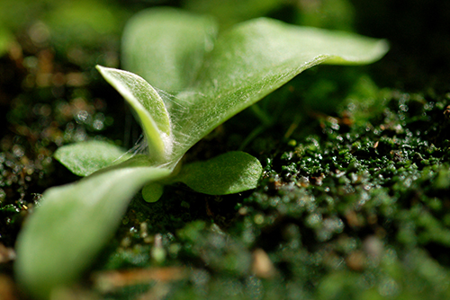 Foto på en groddplanta