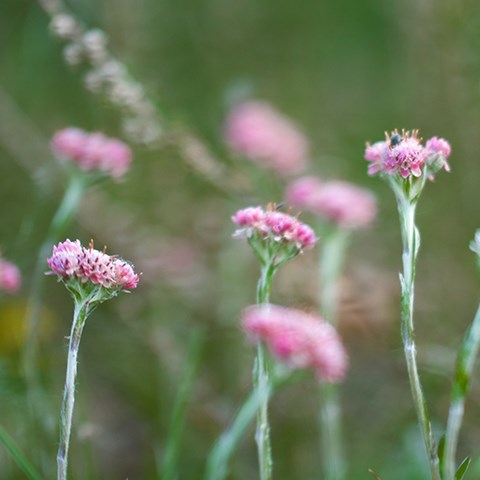 Photo of Antennaria dioica