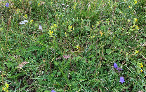 Photo of grassland in north Norway