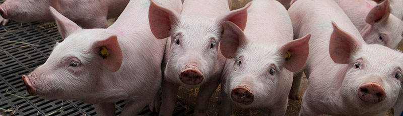 Piglets at Lövsta, photo.