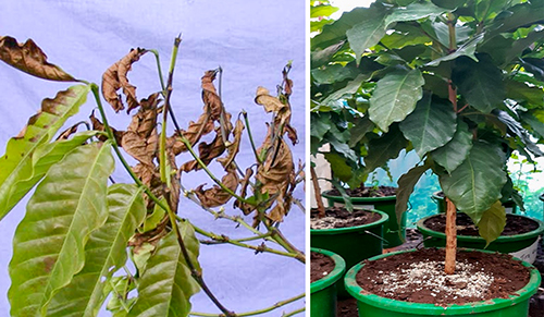 Foto på kaffebuske med blad som vissnat, samt en behandlad planta