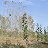  Ett fält med yngre, kortare aspar som ha löv i framkant och högre gammlare aspar med bara några få löv kvar i bakkant