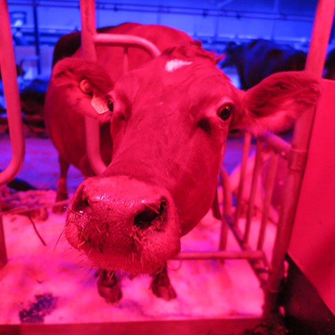 Foto på ko i rött ljus 