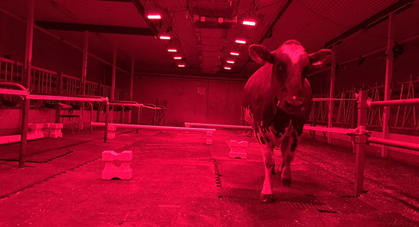 Foto på ko i rött ljus