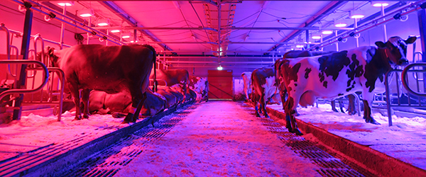 Foto på kor i ett uppbundet stall med röd och blå belysning