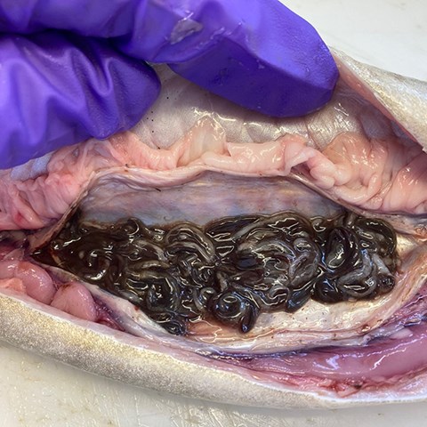Foto på simblåsa hos en ål fylld med den invasiva simblåseparasiten Anguillicola crassus. 
