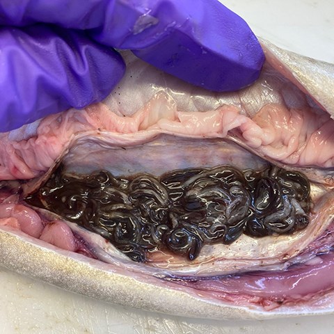 Foto på simblåsa hos en ål fylld med den invasiva simblåseparasiten Anguillicola crassus.