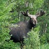 Moose standing among green trees. Photo.