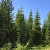 Vy över en granskog i Sverige med blå himmel i bakgrunden och lite gräs framför