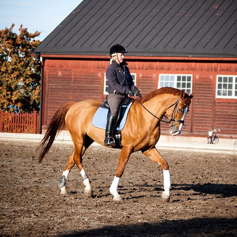 Foto på häst med ryttare