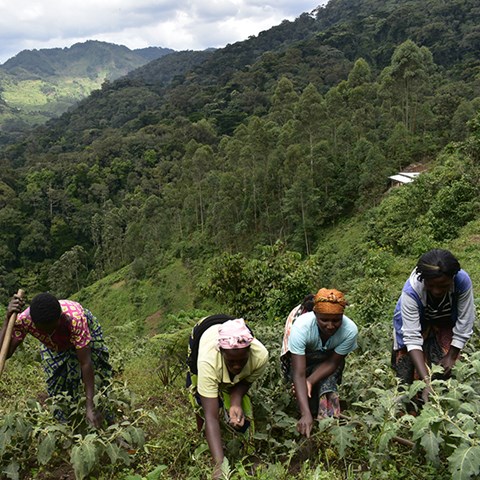 Photo of people collecting plants