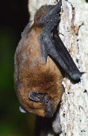 Foto på Sydpipistrell