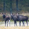 Tre älgar tittar in i kameran. Foto.