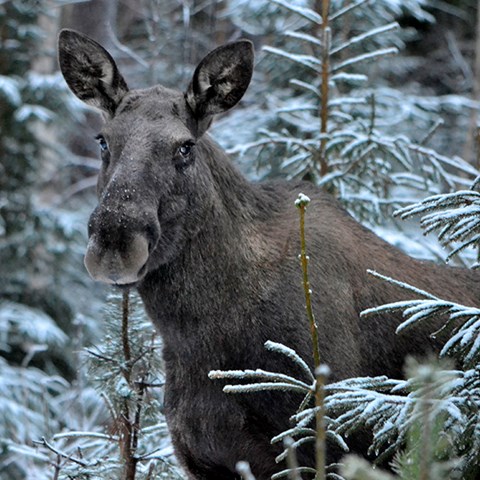 Foto på älg bland unggranar
