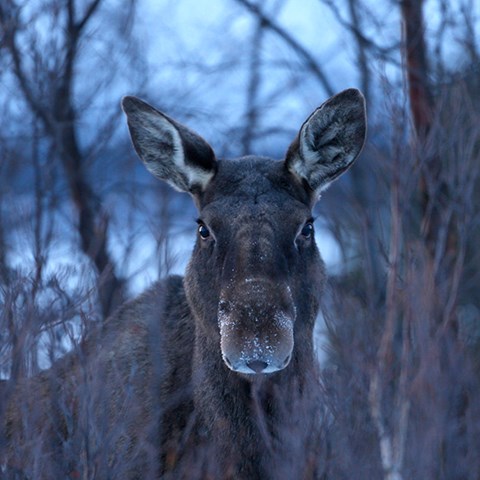 Foto på en älg
