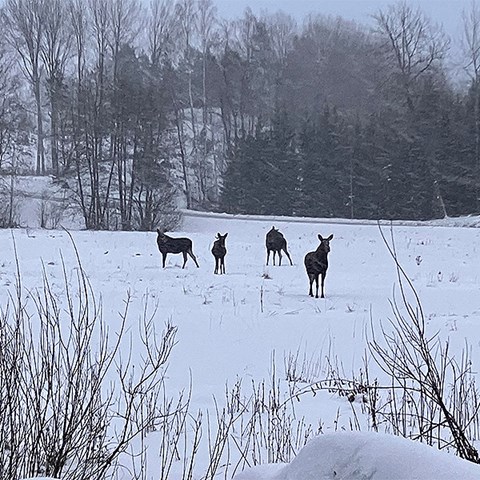 Foto på älgar.