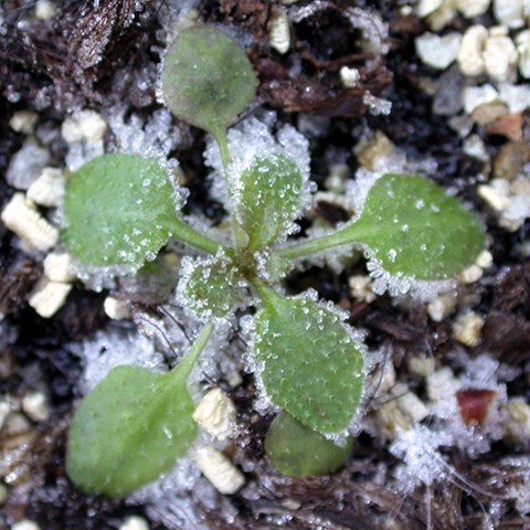 Photo of an Arabidopsis plant in snow.
