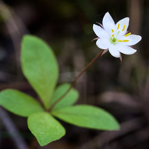 Foto på skogsstjärna