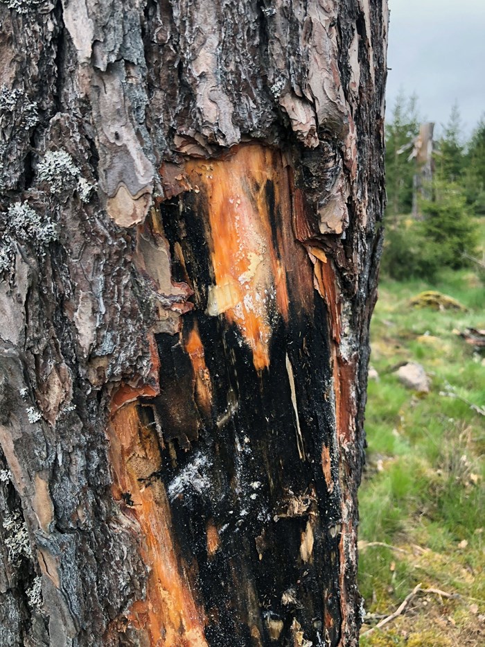 Så här kan en tall som angripits av svampen Ophiostoma minus se ut.
