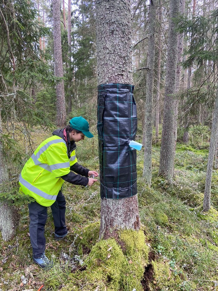 Elodie Le Souchu på plats i en skelettskog i Småland.