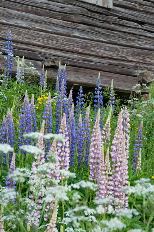 Blomsterlupin (Lupinus polyphyllus Lindl.) Hälsingegårdar.