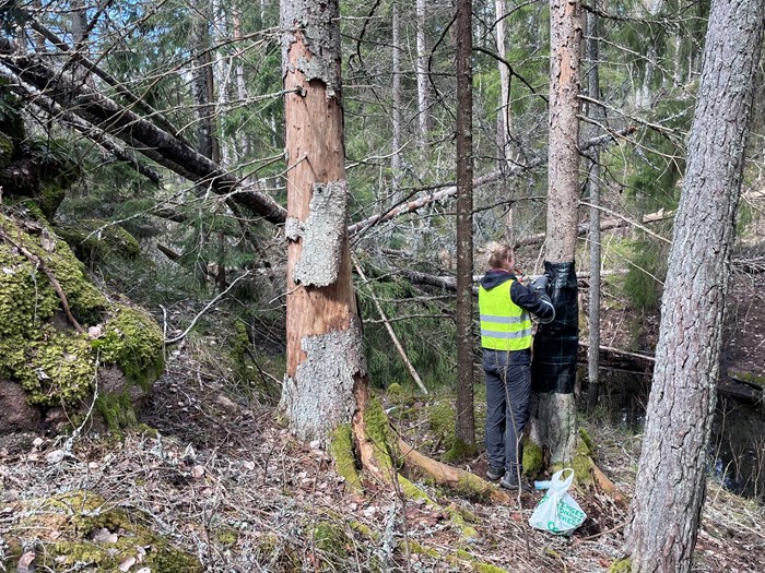 En SLU-medarbetare sätter upp fällor som ska fånga insekter i skelettskogen. 
