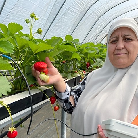 Foto på Sammar Khalil vid jordgubbsplantor