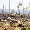 A moose runs in a forest where there has been a forest fire. Photo.