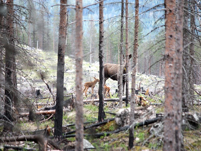 Moose with calves in a forest. Photo.