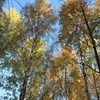 Träd mot en blå himmel i Krusenberg