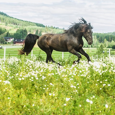 Foto på kallblodstravaren Monster Monsun