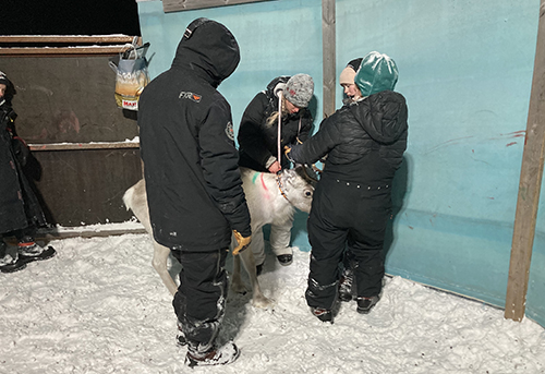 Foto på Heidi Rautiainen som mäter halsomfång på renkalv