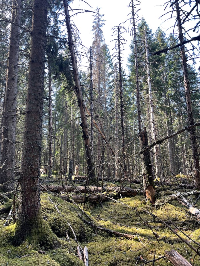 Granar utan barr i skelettskogen.