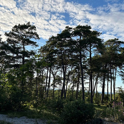 Foto på tallskog