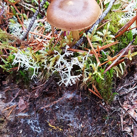 Foto på fruktkropp av en mykorrhizabildande spindling, samt mycel i marken