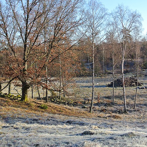 Foto på betesmark