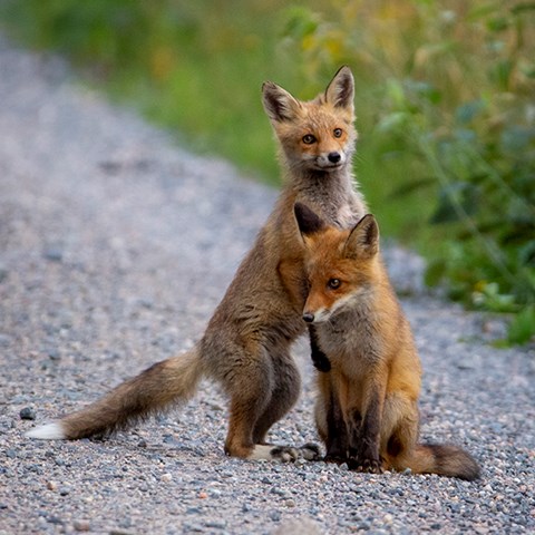 Foto på unga rödrävar