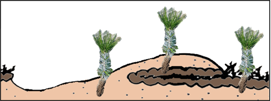 Illustration of pine seedlings in planting positions resulting from mechanical soil preparation. Three seedlings are displayed on top of sketched soil with a root reaching inside. On the left, a seedling is planted into plain mineral soil, in the middle on a capped mound that contains inside a level of brown colored humus layer, and on the right on non-prepared soil which is covered by a brown humus layer.