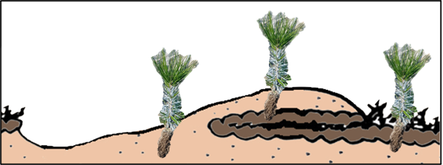 Illustration av tallplantor i planteringspositioner till följd av mekanisk markberedning. Tre plantor visas ovanpå skissad jord med en rot som sträcker sig inåt. Till vänster är en planta planterad i vanlig mineraljord, i mitten på en övertäckt hög som innehåller ett brunfärgat humuslager, och till höger på icke-preparerad jord som är täckt av ett brunt humuslager.