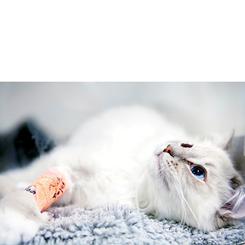 Foto på omplåstrad katt.