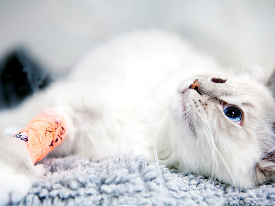 Foto på kattpatient