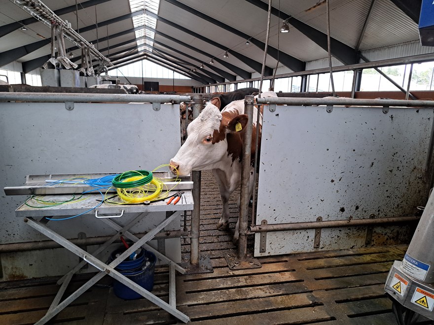 Cow smelling the equipment