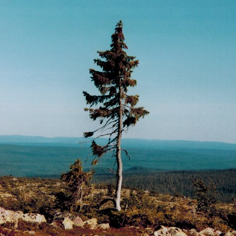 Alone, old tjukko on a mountain top. Photo.