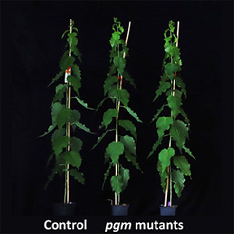 Three young aspen trees standing next to each other in front of a black background; left control, middle and right pgm mutant trees