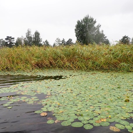 a group of sjögull in water against a background of reeds and trees. Photo.